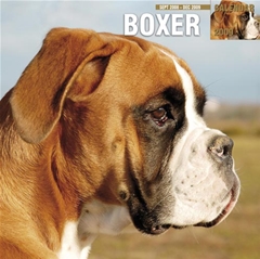 Magnet and Steel Boxer Wall Calendar: 2009