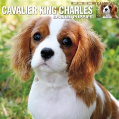 Magnet and Steel Cavalier King Charles Spaniel Puppy Wall Calendar: 2009
