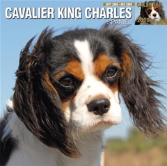 Magnet and Steel Cavalier King Charles Spaniel Wall Calendar: 2009