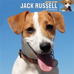 Magnet and Steel Jack Russell Terrier Wall Calendar: 2009
