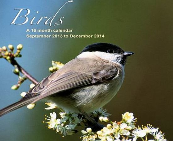 Magnum BIRDS 2014 UK SQUARE WALL CALENDAR BRAND NEW AND SEALED BY MAGNUM