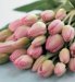 Flowers by Post - 28 Tulips