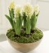 Hyacinth Bowl