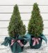 Pair of Outdoor Christmas Trees
