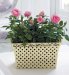 Planted Rose Basket
