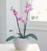 Triple-Stem Orchid