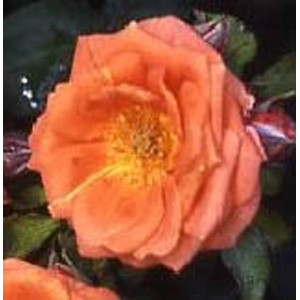 Floribunda Rose (pre-order now)