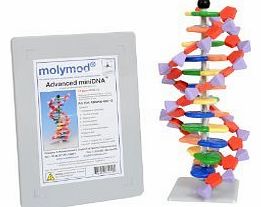 DNA Model - Advanced 12 Layer Molecular Building Kit