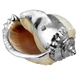 Bandatum Natural Shell with Silver Ornaments