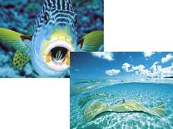 National Geographic Tropical Fish 1000pc