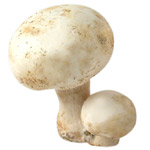 Natoora Cultivated Mushrooms