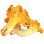 Natoora France French Chanterelles