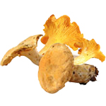 Natoora France Mix Wild Mushrooms