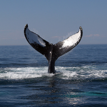 Aquarium Whale Watch Cruise - Adult