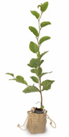 Nigel`s Eco Store Beech Tree - thrive in a wide variety of soils