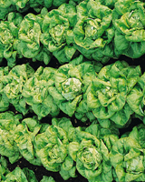 Nigel`s Eco Store Lettuce Buttercrunch Seeds - small succulent