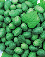 Nigel`s Eco Store Mexican Gherkin seeds - grow these attractive