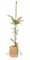 Nigel`s Eco Store Nordman Fir Christmas Tree - grow your own for a