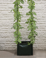 Pea and Bean Patio Planter - grow your own