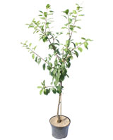 Nigel`s Eco Store Plum Tree - grow your own dessert plums perfect