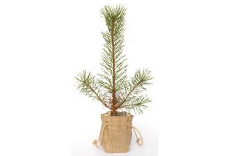 Scots Pine Christmas Tree