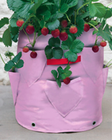 Nigel`s Eco Store Strawberry and Herb Patio Planter pack of 2 -