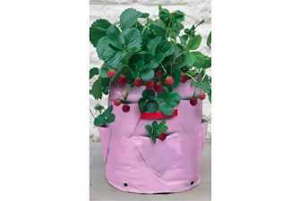 Nigel`s Eco Store Strawberry and Herb Patio Planter pack of 2