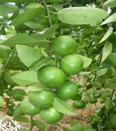 nitthaishop Lime Seeds Lemon Seeds Citrus Thai Tropical Key Lime Seeds for Thai Food 1 Pack