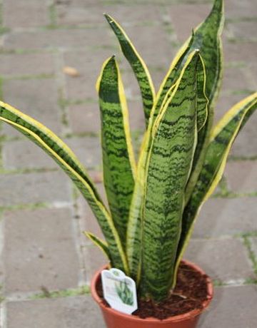 Olive Grove Indoor Plant -House or Office Plant -Sansevaria - Mother in Laws Tongue Variegated- Approx 30cm Tall