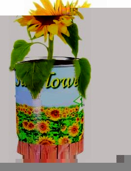 Out of the Blue Grow Your Own Sun Flower - A Gardeners Novelty Gift - Mans / Mens Perfect Ideal Christmas Present / Gift / Stocking Filler Ideal Gift for The Gardener