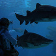 Palma Aquarium from East Majorca - Adult