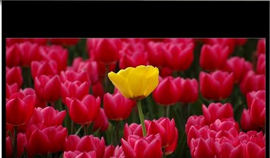 PANOVIEW  DE-9092EGA 92`` 16:9 Electric Projector Screen