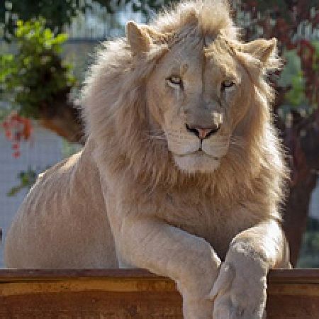 Paphos Zoo with Transfer - Departing from Paphos
