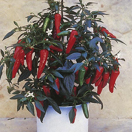 Apache F1 Plants (Chilli) Pack of 3 Pot