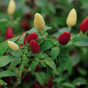 pepper Chili Praire Fire Seeds