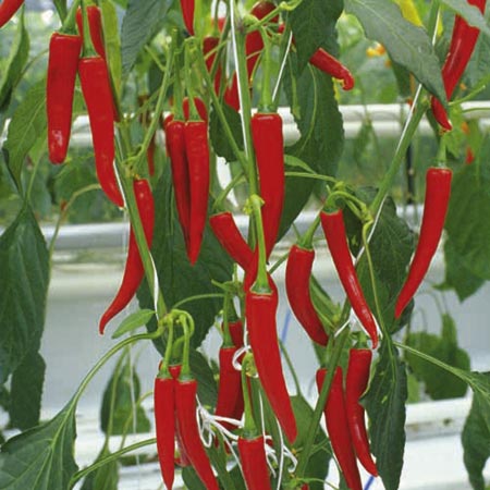 Chilli Grafted Fireflame F1 Plants Pack