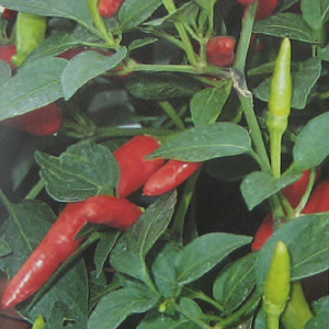pepper Hot Super Chili Seeds