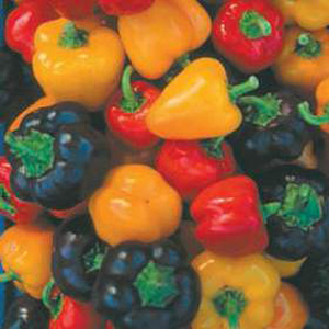 pepper Mini Bell Mixed Seeds