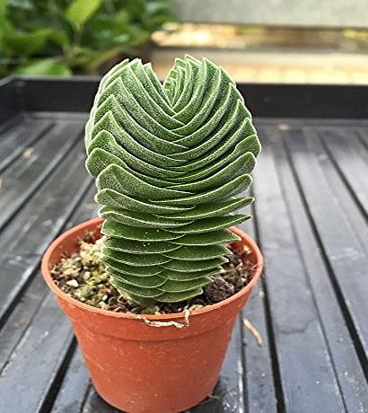 PERFECT PLANTS Crassula Buddhas Temple succulent house plant in a 5.5cm pot. Unusual foliage.