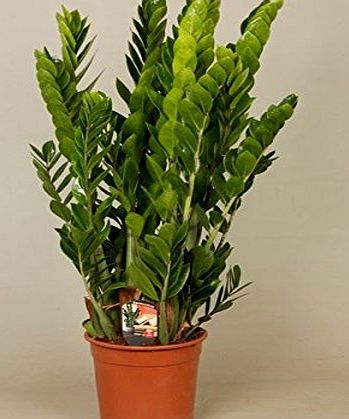 PERFECT PLANTS Zamioculcas Zamiifolia House Plant in a 17cm Pot. Fern Arum. Approx 65-75cm Tall