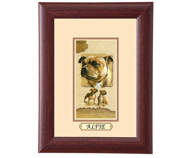 Framed Dog Breed Picture - Staffordshire Bull Terrier