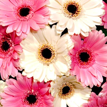 Pink and White Gerbera Bouquet - flowers