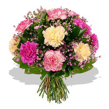 Carnations - flowers