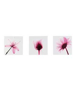 Flower X-Ray Set Of 3