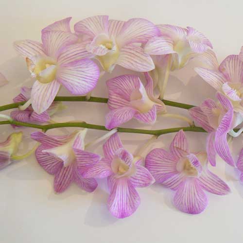 Long Stem orchids