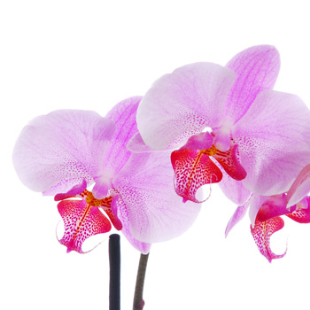 Pink Orchid - flowers
