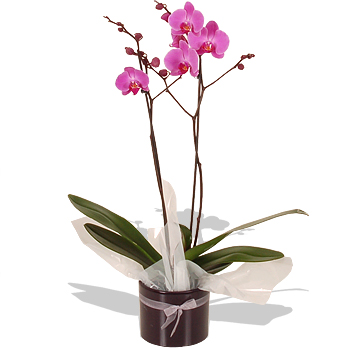Phalaenopsis Orchid - flowers