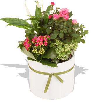 PINK Planted Bowl - flowers