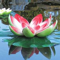 Pondxpert Solar Lily Red - Medium