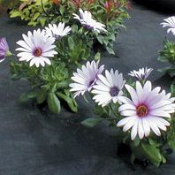 Pondxpert Weed Control Fabric 2x8m 60gsm